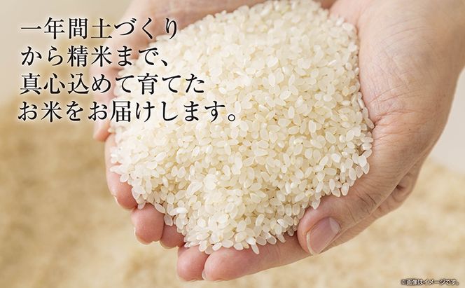 【令和8年産 新米】 新潟県 魚沼産 コシヒカリ お米 8kg  (2kg×4袋) 精米済み お米 こめ 白米  こしひかり 送料無料 魚沼 十日町