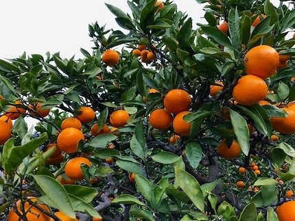 年内発送 完熟早生 有田みかん 化粧小箱 特秀 S サイズ 24玉または28玉入 和歌山 南泰園 みかん 	BS637