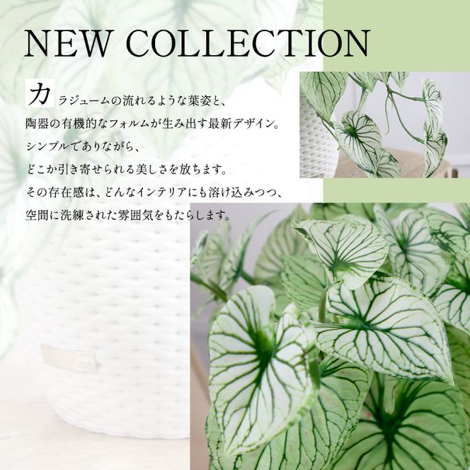 カラジュームL25 TUTEB-37200