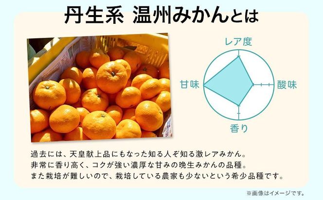 先行予約希少品種 丹生系 温州みかん 約10kg （約5kg×2箱） 秀・優混合 サイズ混合 2026年2月中旬頃発送 	EF19