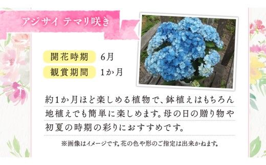 ≪先行予約≫ アジサイ テマリ咲き【 おまかせ 1点 】【2026年4月上旬頃より発送開始】植物 花 インテリア フラワー 紫陽花 お花 園芸 初夏 贈り物 ギフト ガーデニング 母の日 [BG004us]