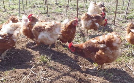  【思いやり型返礼品】 平飼い おぶせのたまご 20個 ［くりのみ園］ 卵 玉子 生卵 鶏卵 長野県産 小布施町産  信州 ［H-59］