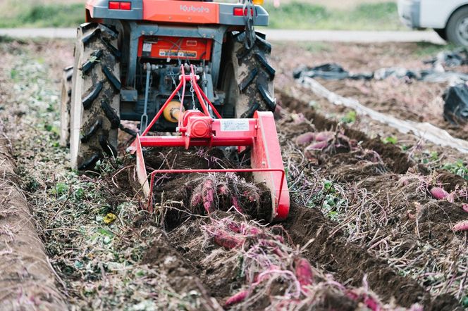 焼き芋 クロワッサン 八千代町産 紅はるか使用 さつまいも パン お菓子 スイーツ デザート 芋 いも 焼いも ふるさと納税 8000円 濃厚 [DF001ya]