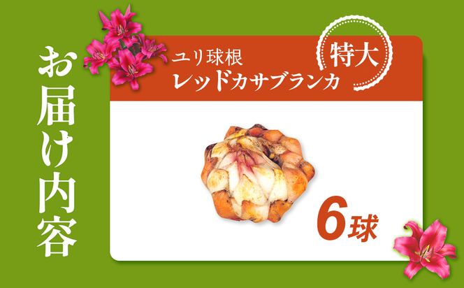 【期間限定】ユリ球根 特大球レッドカサブランカ 6球 赤花品種 花 フラワー 園芸 ガーデニング 植物 高品質 送料無料