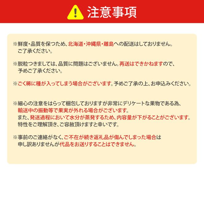 【2026年8月中旬より順次発送】★数量限定★種あり巨峰 約1.5kg(4～6房)【茨城県共通返礼品/石岡市】｜ぶどう 葡萄 果物 くだもの フルーツ 巨峰 石岡市 茨城県 行方市 人気 数量限定 送料無料(HL-1)