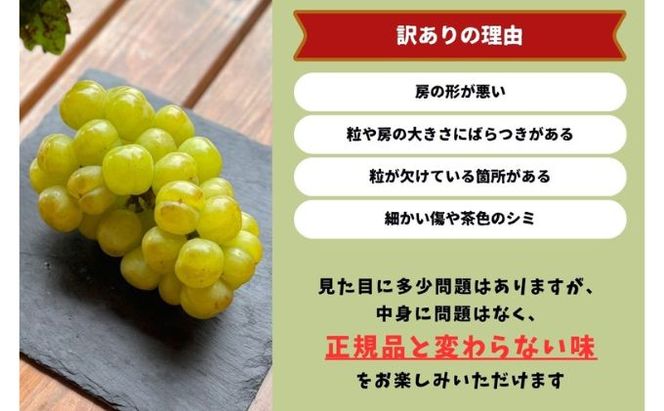 訳あり 瀬戸ジャイアンツ 2房 合計1.0kg以上 産地直送 朝採れ ぶどう 葡萄 岡山 Kawahara Green Farm 岡山県産 2026年 