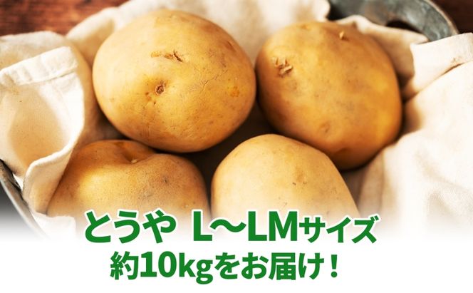 北海道 とうや  L～LM 約10kg 2026年9月中旬より順次出荷 新じゃが じゃがいも ジャガイモ じゃが芋 馬鈴薯 黄爵 芋 いも イモ 旬 野菜 農作物 カレー シチュー肉じゃが 北海道産 丸田農園 送料無料 洞爺湖町
