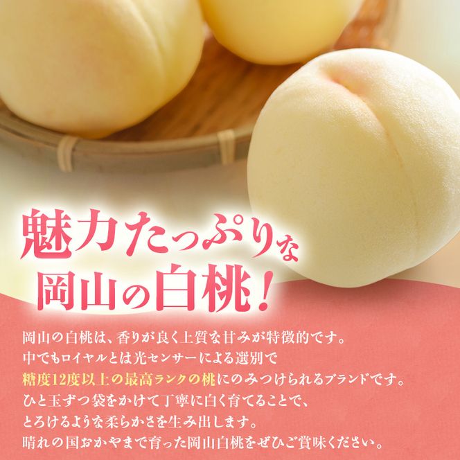 【2026年先行受付】 白桃 特秀 ロイヤル 大玉 晩生品種 約4kg(8～15玉) 岡山県産 桃 もも モモ 御中元 ギフト 御礼 プレゼント 御礼 御祝 御供 果物 くだもの フルーツ