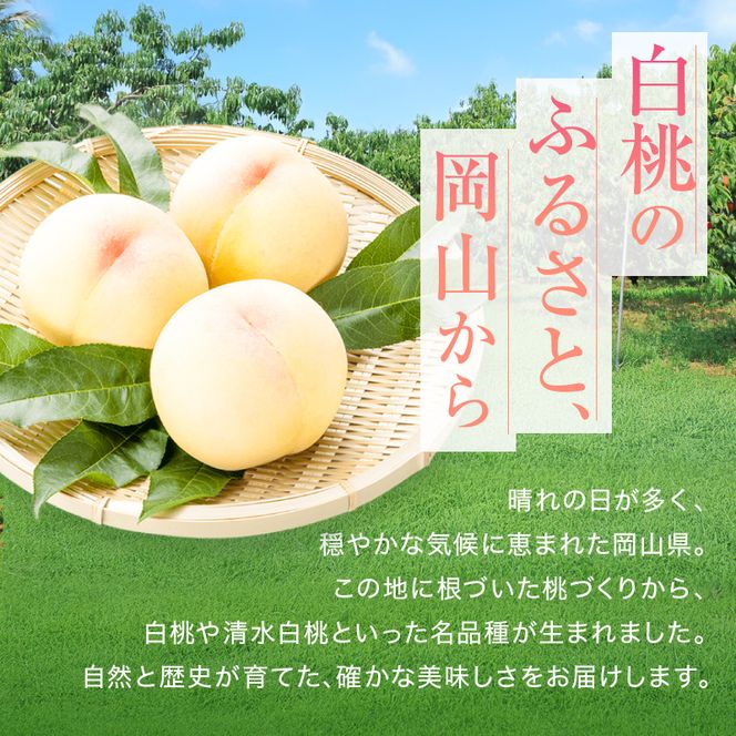桃 2027年 先行予約 赤磐の 白桃 約2.0kg 6～8玉 JA晴れの国 糖度センサー選果 もも モモ 岡山県 赤磐市産 国産 フルーツ 果物 ギフト デザート 果肉 