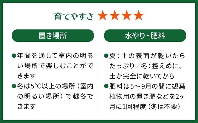凸凹葉っぱの珍しいモンステラ 『モンステラ・ジェイドシャトルコック』 糸島市 / cocoha 観葉植物 グリーン 緑 インテリア[AWB041]