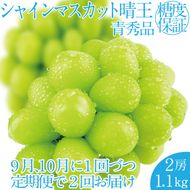 2026年 先行先行予約【2回定期便】シャインマスカット晴王2房 約1.1kg 岡山県産 種無し 皮ごと食べる みずみずしい 甘い フレッシュ 瀬戸内 晴れの国 おかやま 果物大国 ハレノフルーツ9月10月お届け