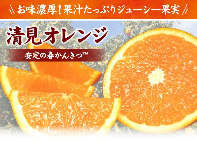 清見オレンジ約8kg / 果実サイズおまかせ ※2027年2月中旬～2027年4月下旬頃発送予定　紀伊国屋文左衛門本舗【kztb401C】
