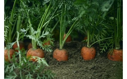 【期間限定】訳あり！こどもも食べられる甘み！「マドンナキャロット」 10kg 大容量 にんじん 人参 ニンジン 野菜 やさい 国産 碧南市 健康 食品ロス削減 甘い 先行予約 旬 特産 高評価 高リピート 人気 H105-147