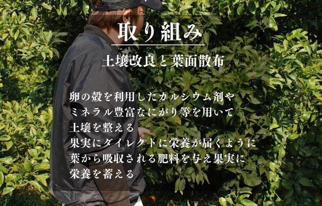 不知火 古豪の産地 田口の不知火 7玉木箱入 特選品 産地直送 贈答用 数量限定［みかんの会］AX146