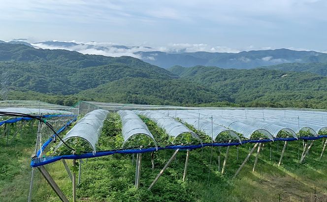 シャインマスカット 1房 700g以上 葡萄 フルーツ 岡山 高梁市産 こあに葡萄園 2026年 先行予約 果物類 ぶどう ブドウ 