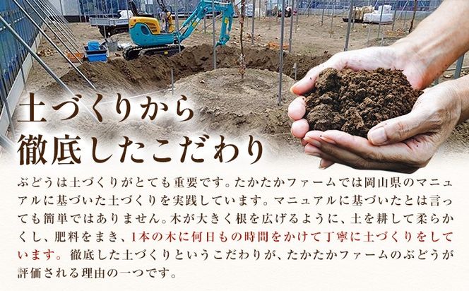 ぶどう ピオーネ オーロラブラック 計2房 1kg 以上 《8月下旬-9月中旬頃出荷》 たかたかファーム ブドウ 葡萄 黒系 果物 フルーツ ギフト 岡山県 笠岡市---T-34---