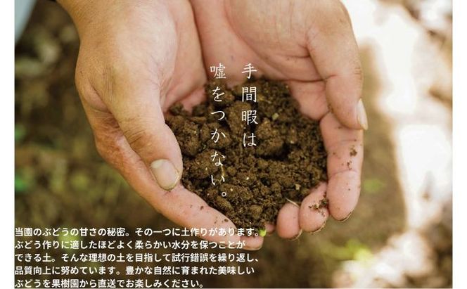 訳あり ニューピオーネ 2～3房 合計1.4kg以上 産地直送 朝採れ ぶどう 葡萄 岡山 Kawahara Green Farm 岡山県産 2026年 