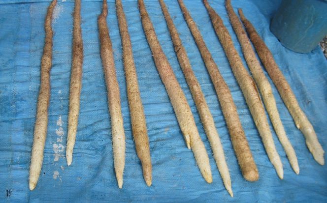 AI-1-R7-z 【岐阜県垂井町産】自然薯（ジネンジョ） 約1kg 化粧箱入り