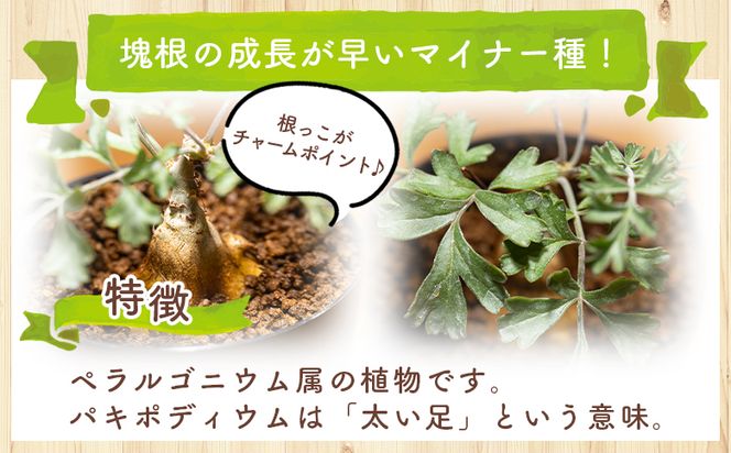 多肉植物 パキポディウム ペラルゴニウム - 植物 インテリア ナチュラル 自然 グリーン 観葉植物 おしゃれ 癒し かわいい 多肉植物 塊根植物 サキュレントフィールド Succulent field 高知県 香南市 常温 cc-0016