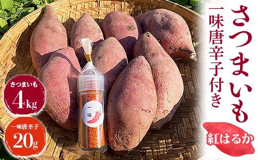 さつまいも4kg　一味唐辛子付き（20g）｜ サツマイモ 紅はるか かんしょ 美浜町産 知多半島産 愛知県産 国産 期間限定 香辛料 調味料 味付け　※北海道・沖縄・離島への配送不可