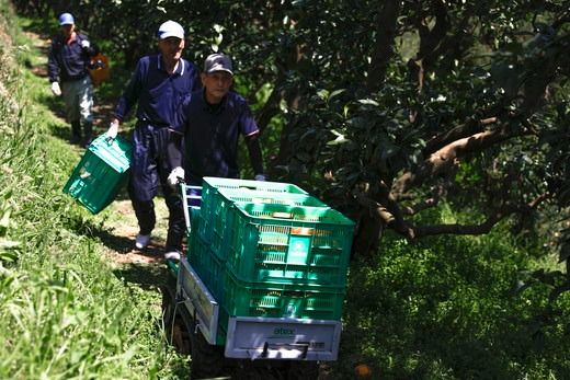 【先行予約】【家庭用】河内晩柑8kg ｜ 河内晩柑 訳あり 正品 贈答 柑橘 みかん 愛南ゴールド サイズミックス 規格外 ※離島への配送不可 ※2026年5月上旬～6月下旬頃に順次発送予定