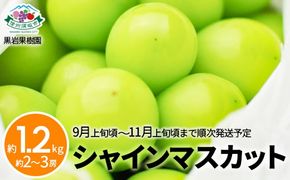 シャインマスカット 約1.2kg (約2～3房) 《黒岩果樹園》■2025年発送■※9月上旬頃～11月上旬頃まで順次発送予定