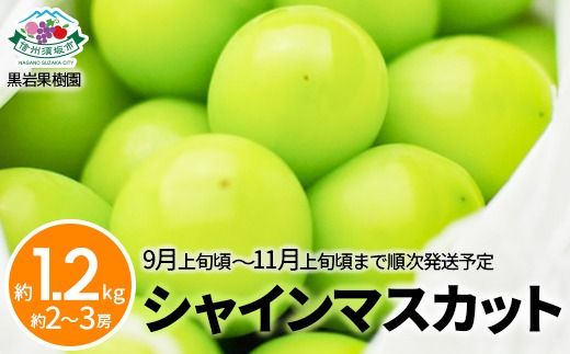 シャインマスカット 約1.2kg (約2～3房) 《黒岩果樹園》■2025年発送■※9月上旬頃～11月上旬頃まで順次発送予定