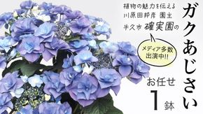 ≪先行予約≫ガク アジサイ 【 おまかせ 1点 】【2026年4月上旬頃より発送開始】 植物 花 インテリア フラワー 紫陽花 お花 園芸 初夏 梅雨 ガーデニング  [BG006us]