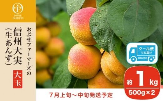 信州大実 大玉 生あんず 約1kg 500gパック×2 [おぶせファーマーズ] 期間限定 数量限定 果物 フルーツ 杏 あんず 生食 加工 令和7年産【2025年7月上旬～中旬発送】［F-52］