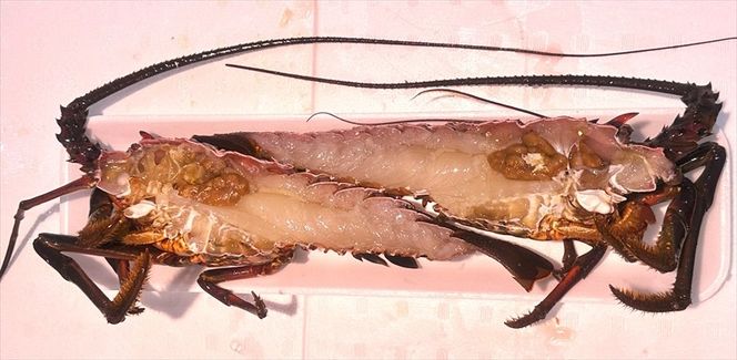 169-58-001　【茨城県産ブランド】常陸乃国いせ海老ステーキ【 伊勢海老 茨城県 日立市 】