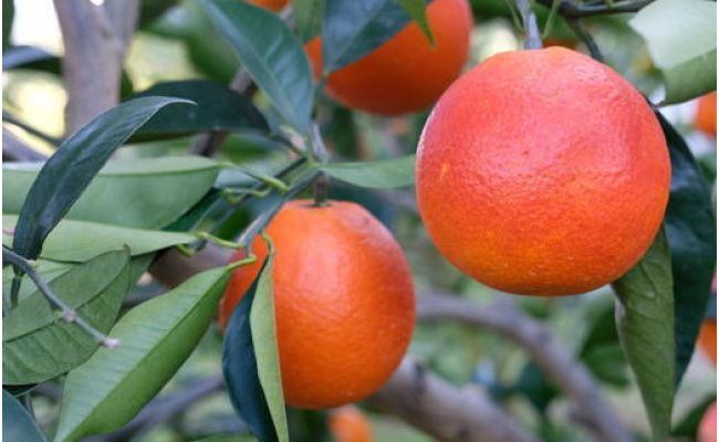 【希少・高級柑橘】国産濃厚ブラッドオレンジ「タロッコ種」約3kg