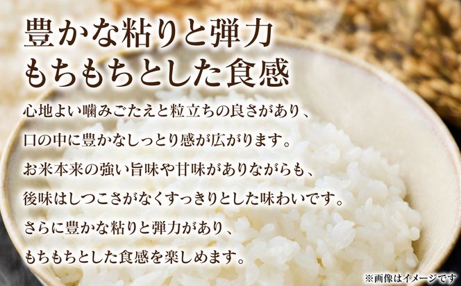 《令和7年産》 森のくまさん 5kg×1袋 米 お米 精米 白米 ごはん ご飯 おにぎり お弁当 熊本県 八代市