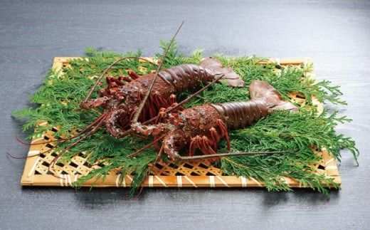 天然 伊勢えび（活）1～3尾 300～450g【2025年10月中旬頃から2026年3月末までに順次発送（1月は漁不可）】 / 伊勢えび 伊勢海老 海老 海鮮 天然 【enk001】