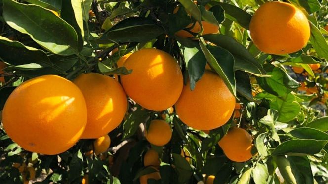 熟成　有田みかん 3kg（約30個）  EN001