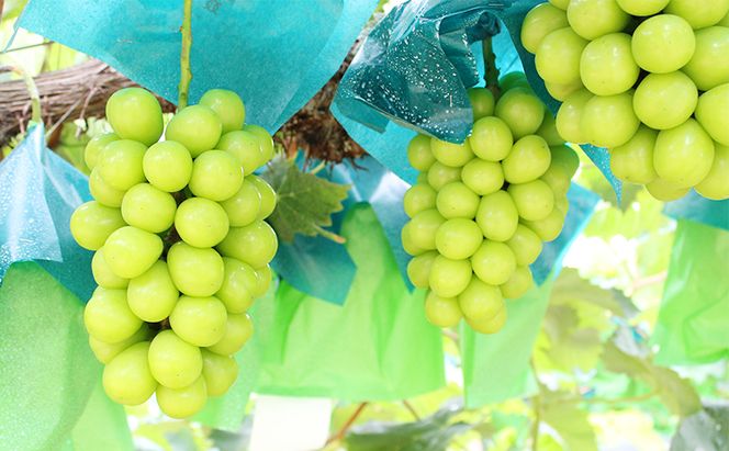 ぶどう 2026年 先行予約 シャインマスカット 2～3房 約1.2kg ブドウ シャイン マスカット 葡萄 岡山 国産 フルーツ 果物