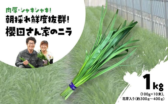 ytRszys\zy2026N7甭zEVLVL! ̂NxQ! NcƂ̃j 1kg(100g×10)Aԉi300`400jSMCS003