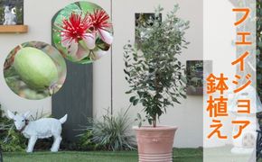 フェイジョアの鉢植え（オリーブ柄テラコッタ鉢30cm）※配送不可：北海道・沖縄・離島 インテリア 観葉植物 緑 癒し トロピカル 果樹 南国 植物 エキゾチック 花 果実 寒さ 強い 病害虫 玄関先 庭 店舗 