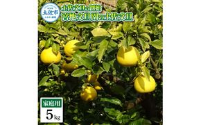 【先行予約】土佐文旦の創始 宮地文旦園の土佐文旦 家庭用2L 約5キロ 10～12個入り 5kg〈2027年3月上旬～4月下旬〉 ぶんたん ブンタン フルーツ 柑橘 みかん 果物 くだもの 柑橘類 デザート プレゼント ギフト 高知県 土佐市【宮地文旦園】[BQBP002]