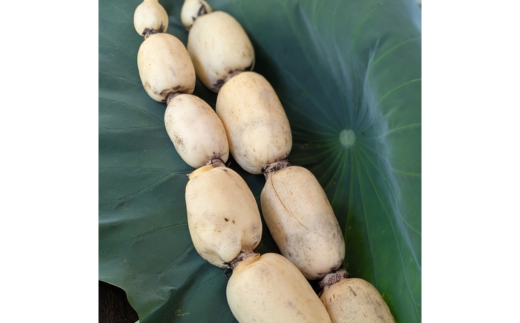 【定期便3ヶ月】【訳あり】土浦市産 れんこん 2㎏　味で勝負！タップリ大満足！ すずき蓮根農園のご家庭用れんこん「竹 2キロ」 ｜ 産地直送 茨城県 レンコン 蓮根 野菜 シャキシャキ ※離島への配送不可 ※ 2026年1月上旬より順次発送予定