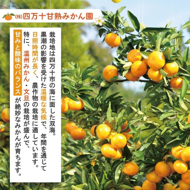 【早期受付・数量限定】熟成の土佐文旦5kg 家庭用 予約 先行受付 大人気 リピーター フルーツ 果物 旬 文旦 ぶんたん ブンタン 土佐文旦 柑橘 オススメ 四万十 しまんと 高知 産地直送 農家直送 【2026年2月下旬より発送】R7-551