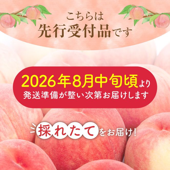 【先行予約：2026年8月中旬以降発送】フルーツ王国余市産「桃」 2kg【余市ふるさと納税推進センター】_Y160-0002