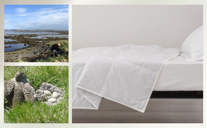 kokiku ダブル アイダー×GIZA 羽毛布団【肌掛け】アイスランドアイダー ダウン95％　JC074