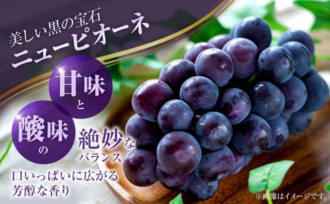 2026年 ぶどう 訳あり よくばり定期便 9月と10月の2回コース 総計 4kg 【1回目ニューピオーネ 2kg 9月中旬発送】 【2回目シャインマスカット 2kg 10月中旬発送】 岡山県高梁市産 9月10月各月発送 数量限定