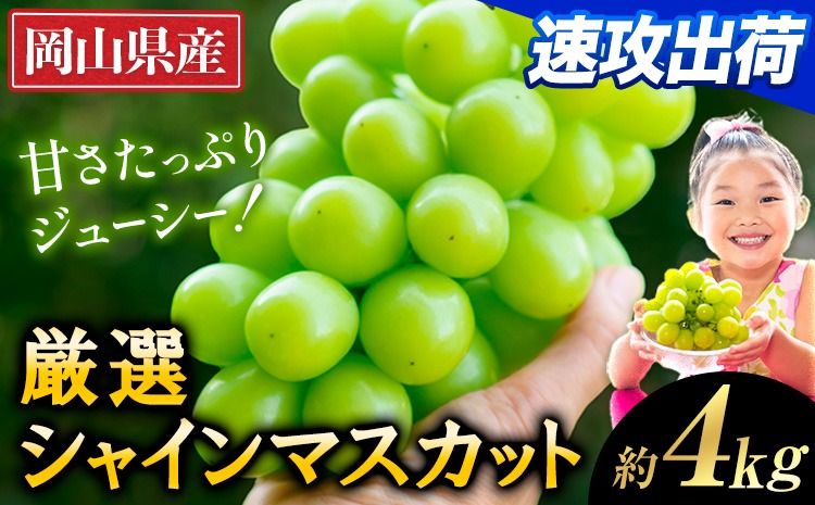 すぐ届く!![スピード速攻出荷! 3~7営業日発送] 厳選 シャインマスカット 約4kg [3~7営業日以内に発送] シャインマスカット マスカット 厳選シャインマスカット---ofn_cwsmx_u_25_32000_k4---