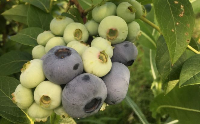 北海道仁木町産 冷凍ブルーベリー1kg 栽培期間中 除草剤・化学農薬・化学肥料不使用【日付指定不可】果物 くだもの フルーツ 冷凍 [iori farm]