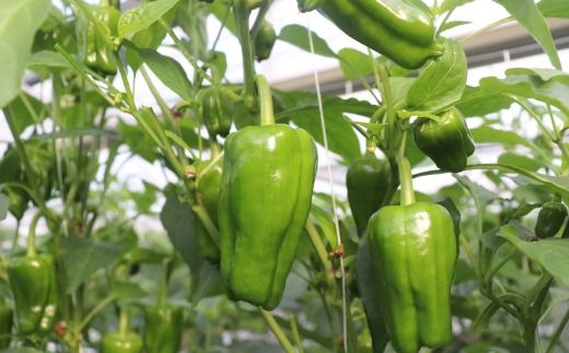 苦味が少なくておいしい！ 高見農園 のこだわり 新鮮 ピーマン 1kg 野菜 ベジタブル ぴーまん ハウス ハウスピーマン ハウス栽培 惣菜 国産 産地直送 旬 高知県 四万十 しまんと【発送時期：10月～6月】26-0036