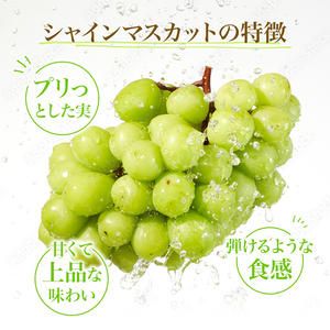 【 先行予約 】 シャインマスカット 1房 650g前後＜出荷時期：2026年10月上旬～10月中旬ごろ＞【 数量限定 期間限定 果物 果物類 フルーツ ぶどう ブドウ 葡萄 マスカット 秋田 にかほ 】
