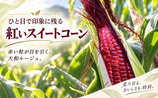 GN001_002【ふるさと納税】【2027年先行予約】山梨県都留市産 紅いスイートコーン 大和ルージュ 選べる 6～8本 / 10本 ｜希少な赤いとうもろこし 甘い スイートコーン トウモロコシ 産地直送 送料無料【浅田農園】　