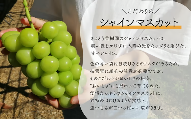 【2026年先行予約】岡山のシャインマスカットを楽しむ満足2回便！特大２房×２回/全便計2.6kg~ (定期便)(岡山県産)【KF-T044-03】