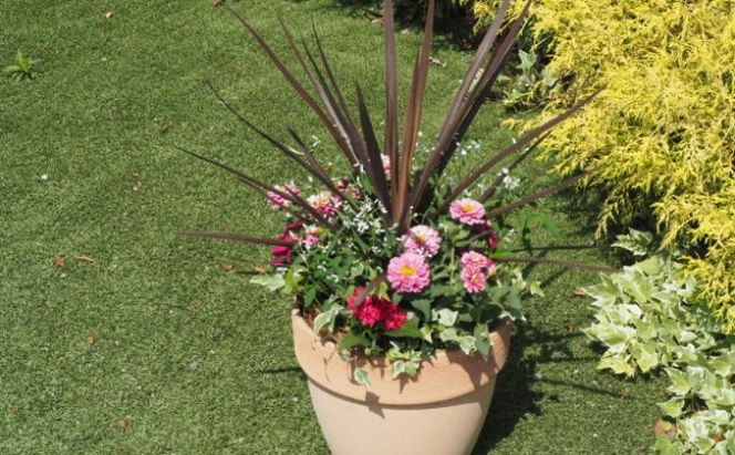 寄せ植え 鉢植え コルジリネと季節のお花 配送不可 北海道 沖縄 離島 植物 ガーデニング 庭 インテリア 癒し 玄関先 スタイリッシュ おしゃれ 華やか 